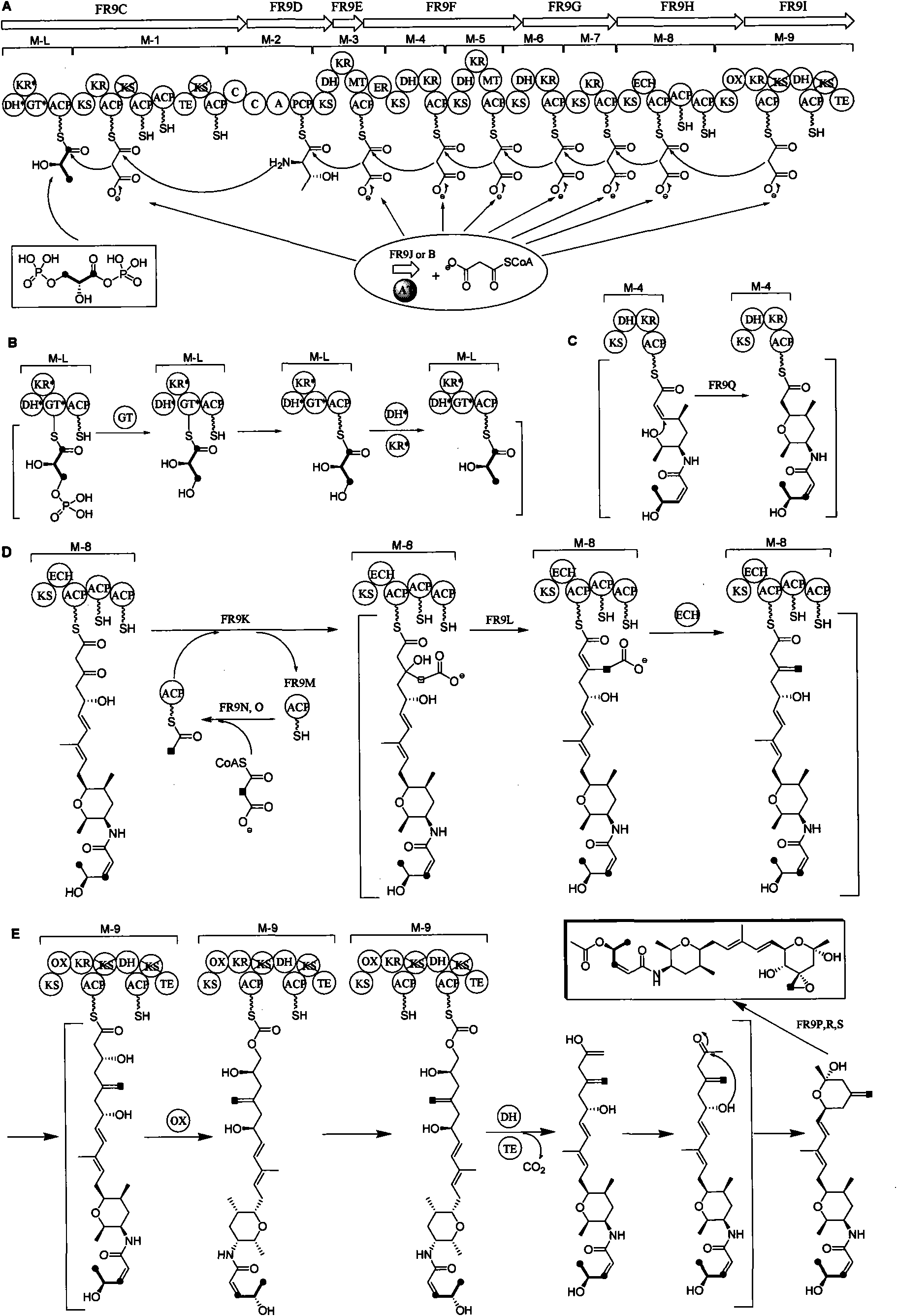 Biosynthetic gene cluster of FR901464