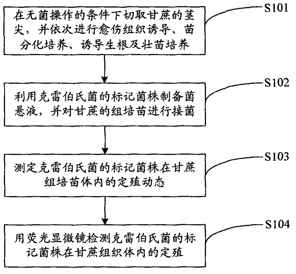 Method for introducing nitrogen-fixing bacteria into sugarcane tissue culture seedlings