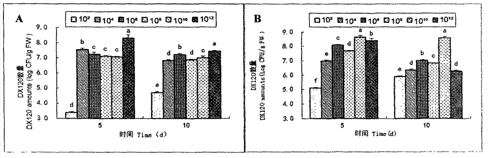 Method for introducing nitrogen-fixing bacteria into sugarcane tissue culture seedlings