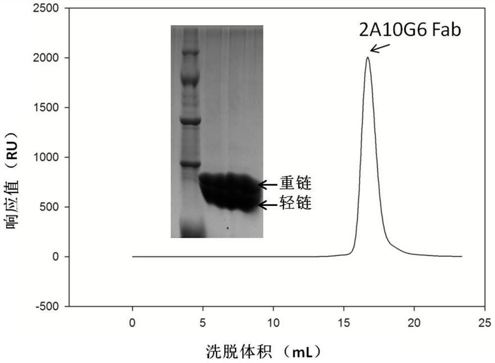A kind of humanized monoclonal antibody and its application