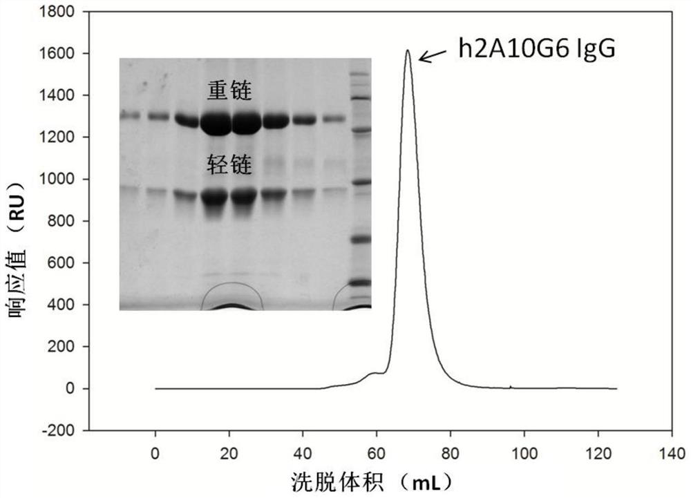 A kind of humanized monoclonal antibody and its application
