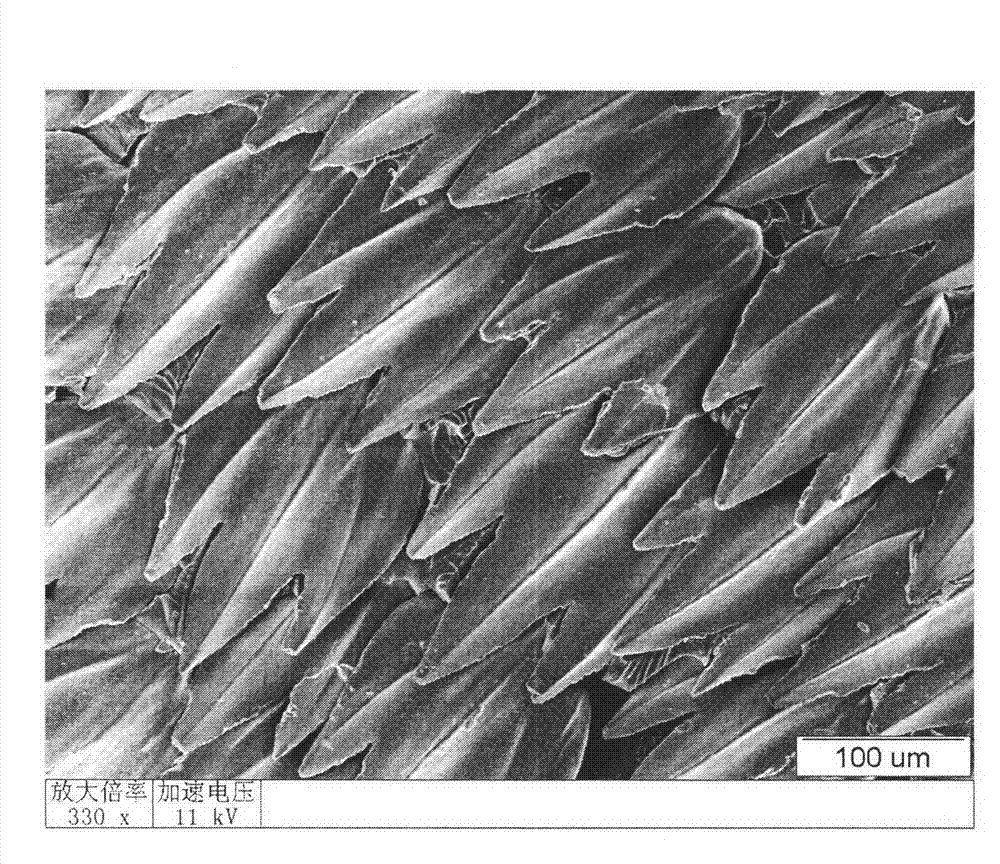 Method for manufacturing amplified vivid sharkskin squama