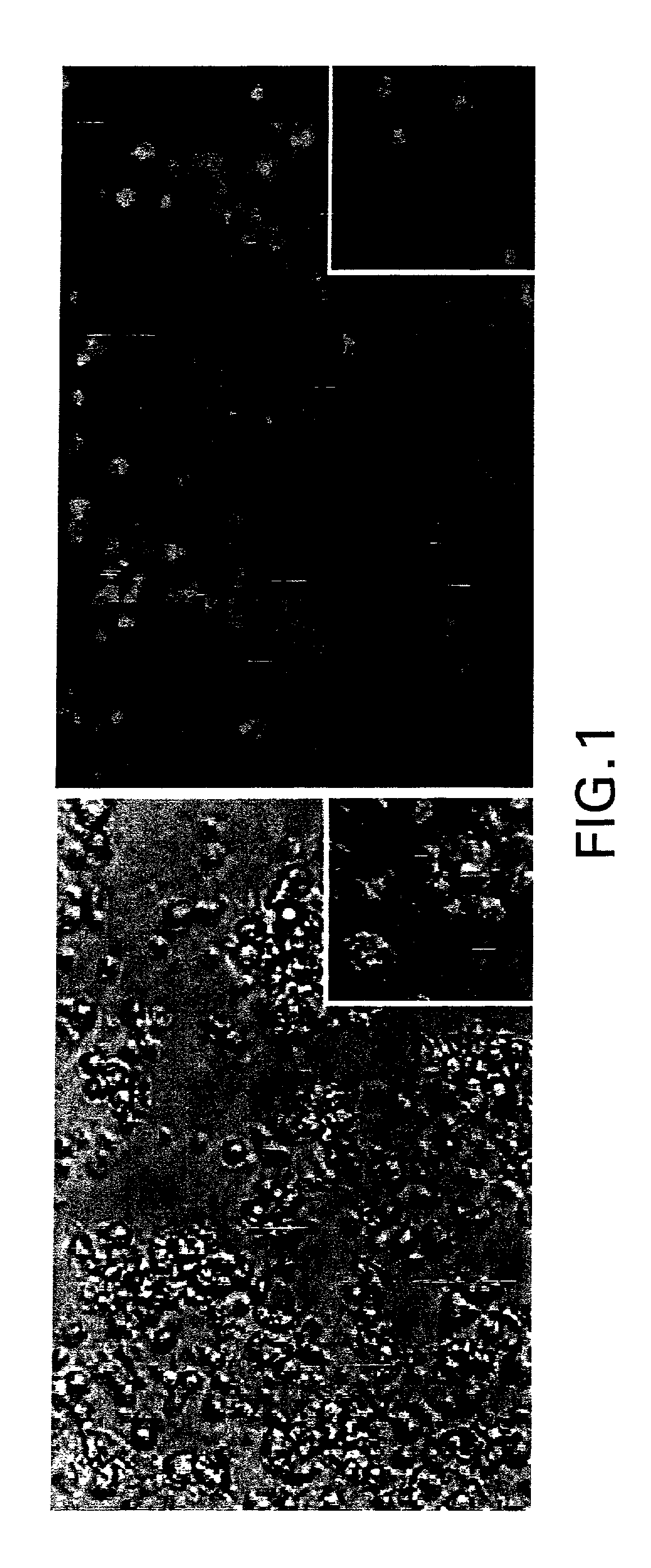 Use of tolerogenic dendritic cells for enhancing tolerogenicity in a host and methods for making the same