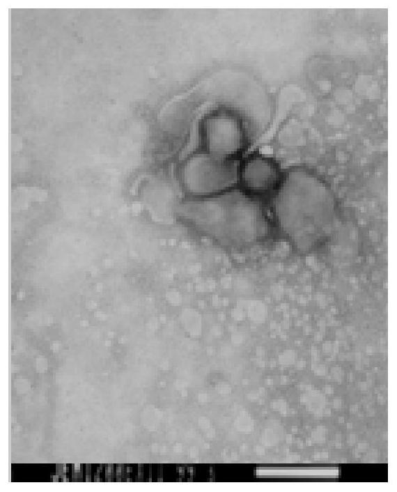 Attenuated strain of canine parainfluenza virus, its application and vaccine