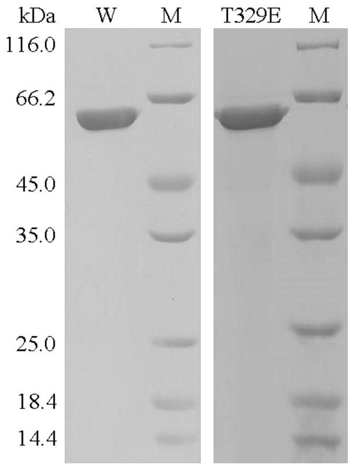 Salt-tolerant xylosidase mutant t329e and its preparation method and use