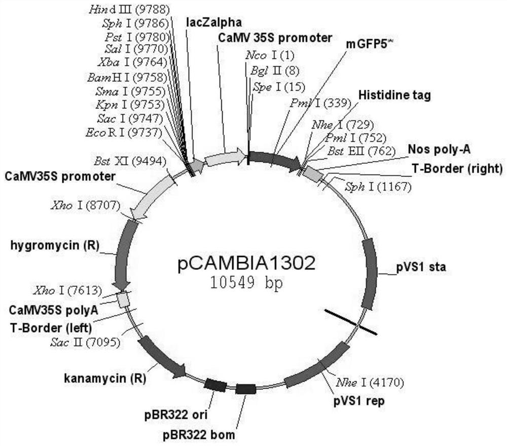 Dragon fruit salt tolerance gene huerf1 gene and its application