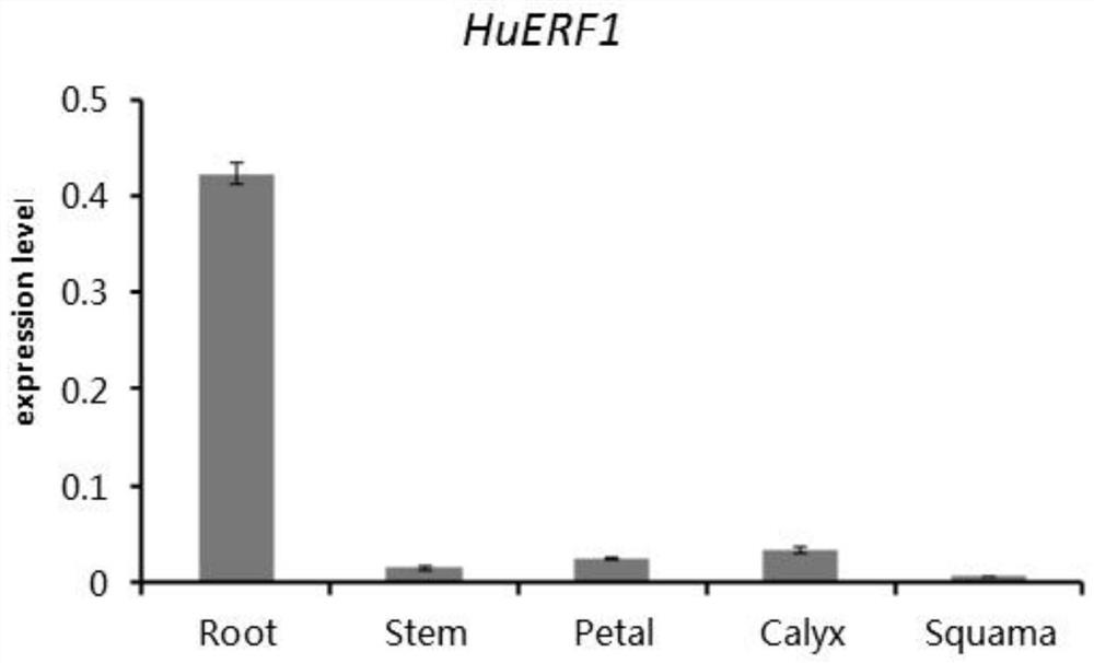 Dragon fruit salt tolerance gene huerf1 gene and its application
