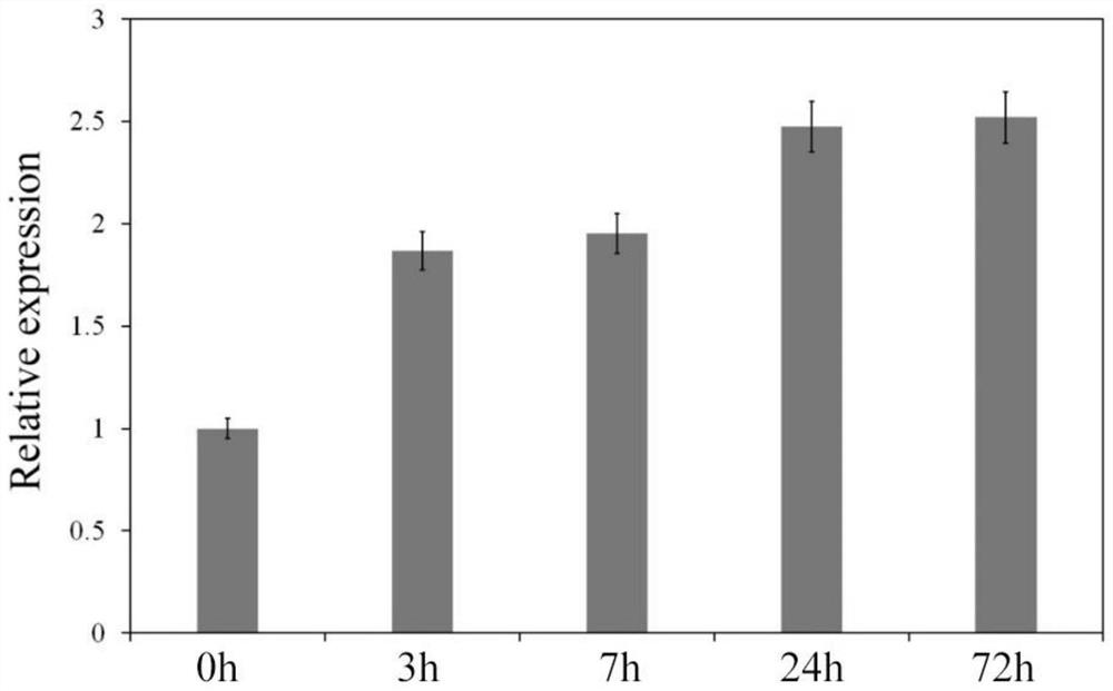 Dragon fruit salt tolerance gene huerf1 gene and its application