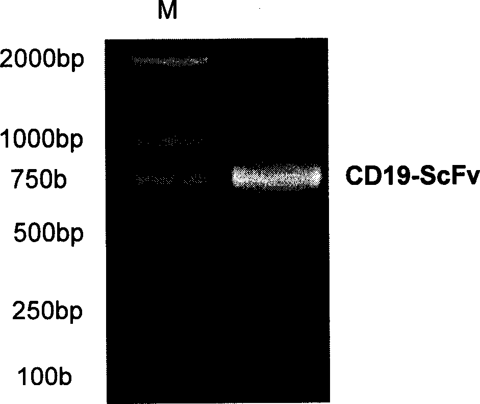 Anti CD19 engineered antibody for target conjugated lymphocyte, leuco cyte and its use