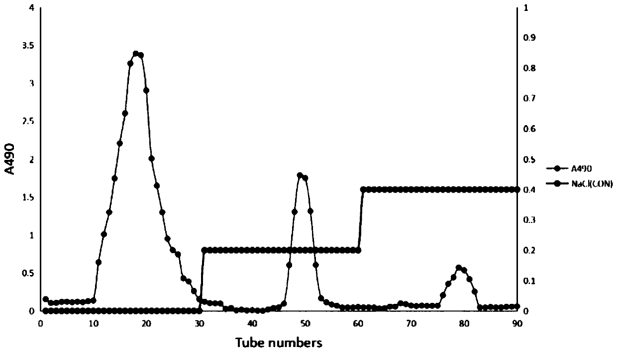 Extraction method of radix glehniae acidic polysaccharide, extract thereof and application thereof in immunoregulation