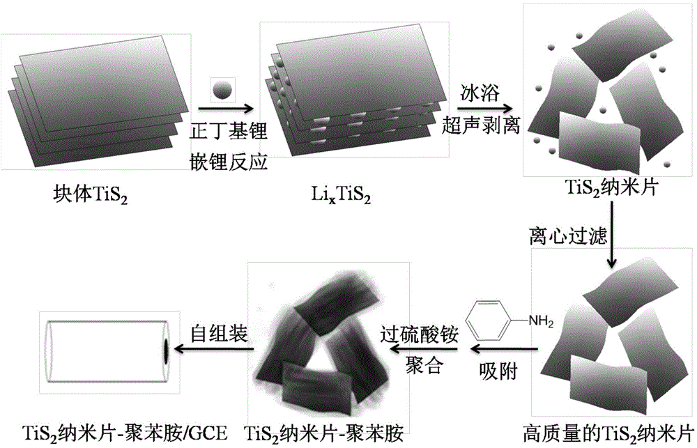 Preparation method and application of TiS2 nanosheet-polyaniline-based electrochemical sensor for trace copper ion detection