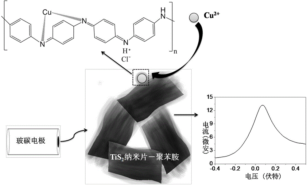 Preparation method and application of TiS2 nanosheet-polyaniline-based electrochemical sensor for trace copper ion detection