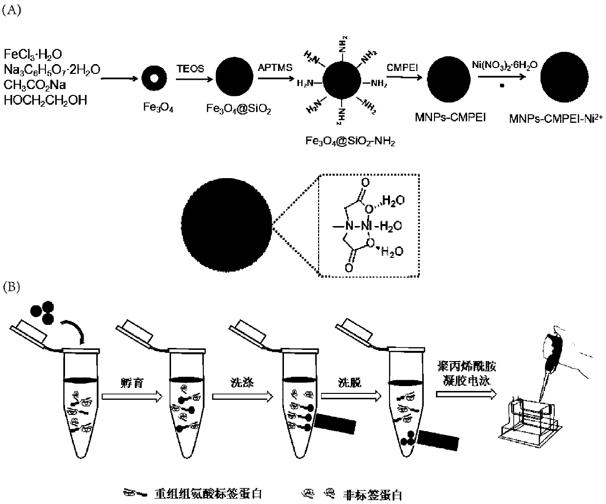 Carboxymethylated polyethyleneimine modified magnetic nano-material and application thereof