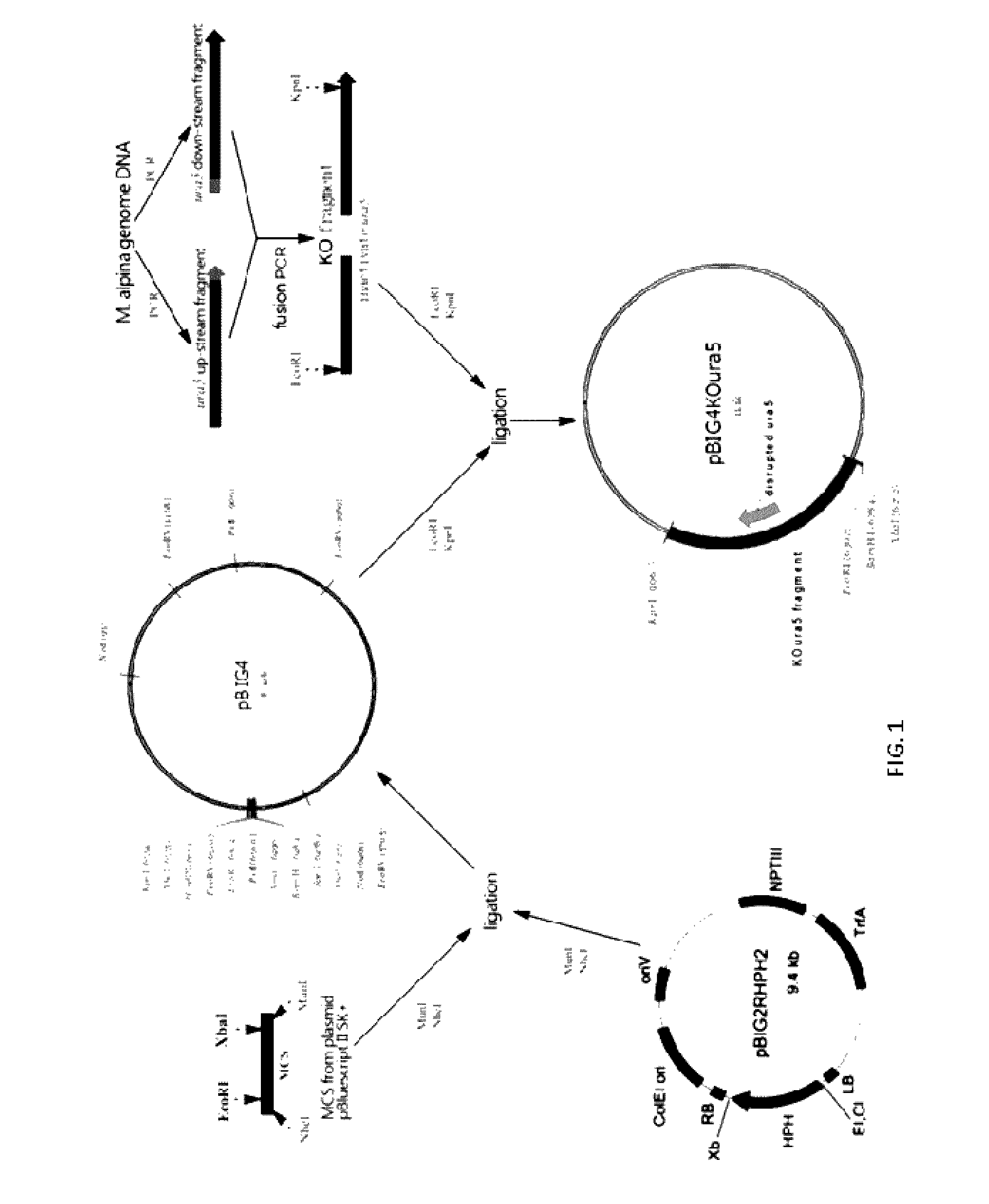 Mortierella alpine uracil auxotroph with ura5 gene knocked out through homologous recombination, and construction method thereof