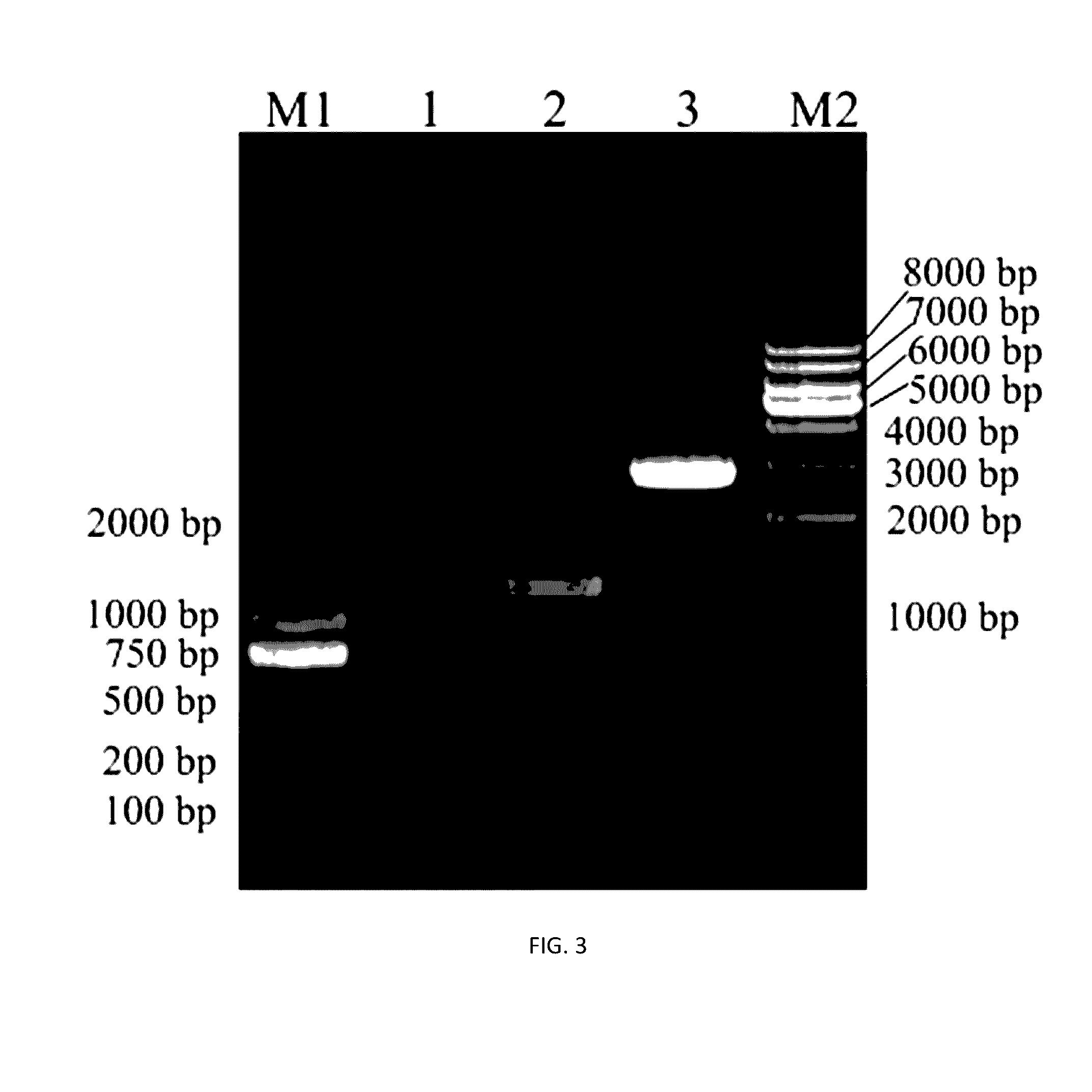 Mortierella alpine uracil auxotroph with ura5 gene knocked out through homologous recombination, and construction method thereof