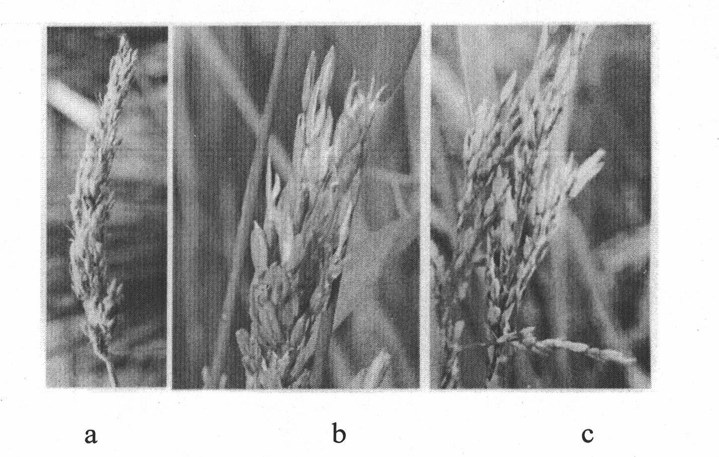 Method for breeding elite seed by distant hybridization of graminaceous plant