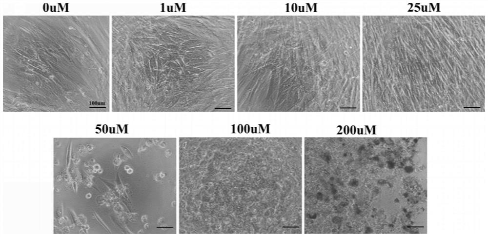 Method for inducing human placental mesenchymal stem cells to differentiate into hepatocytes in vitro and composition containing schisandrin B