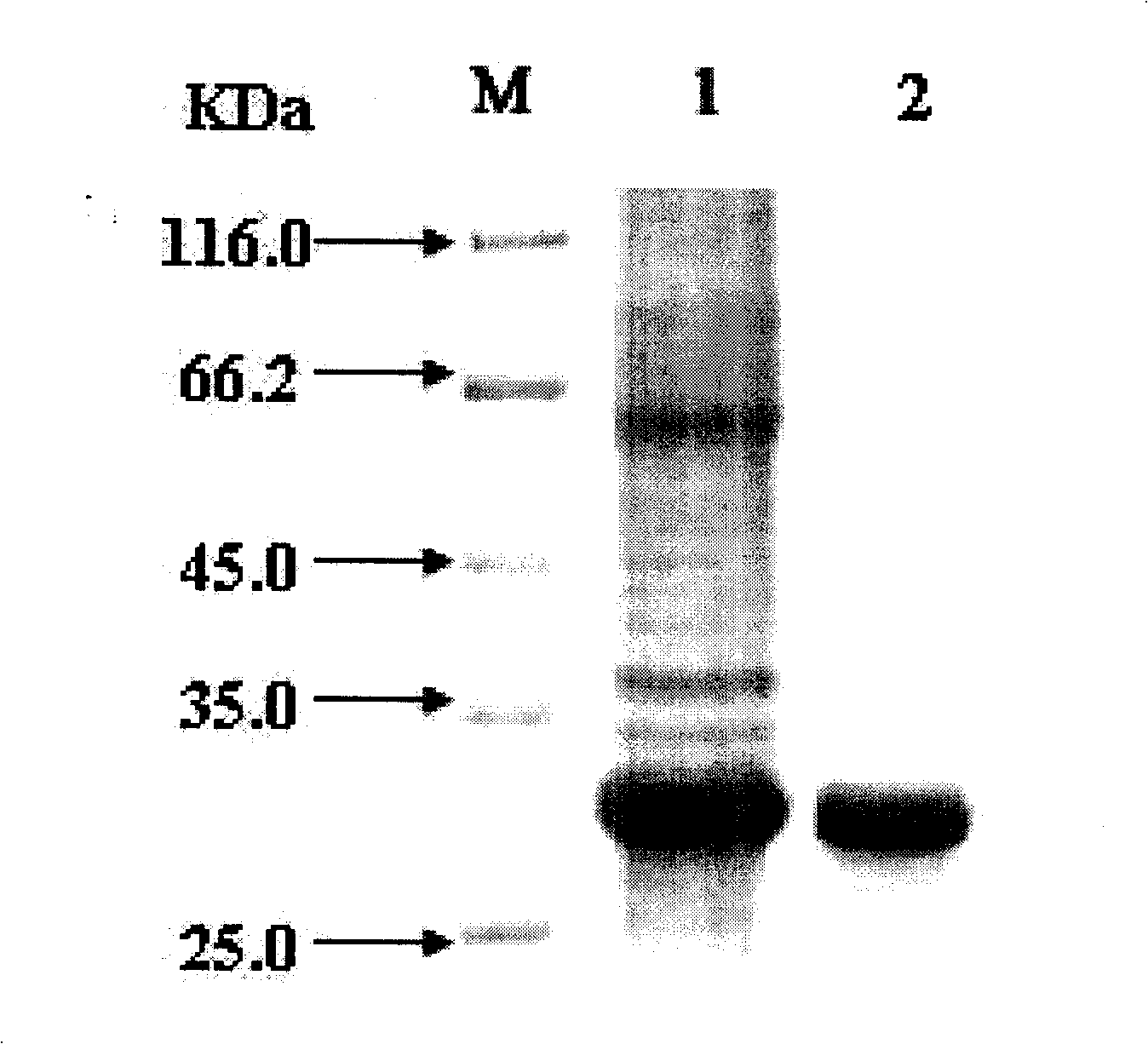 Immunity colloidal gold test paper strip for detecting and staphylococcal enterotoxin A and its production method