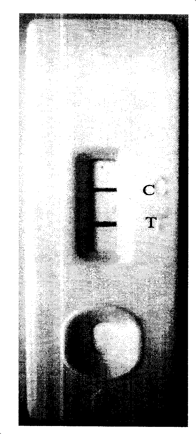 Immunity colloidal gold test paper strip for detecting and staphylococcal enterotoxin A and its production method