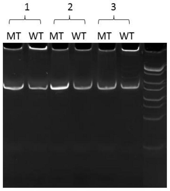 Primer probe and kit for detecting EGFR (epidermal growth factor receptor) gene L858R mutation and application of primer probe and kit