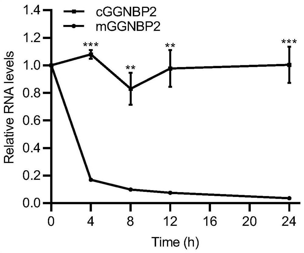 Application of circular RNA cGGNBP2