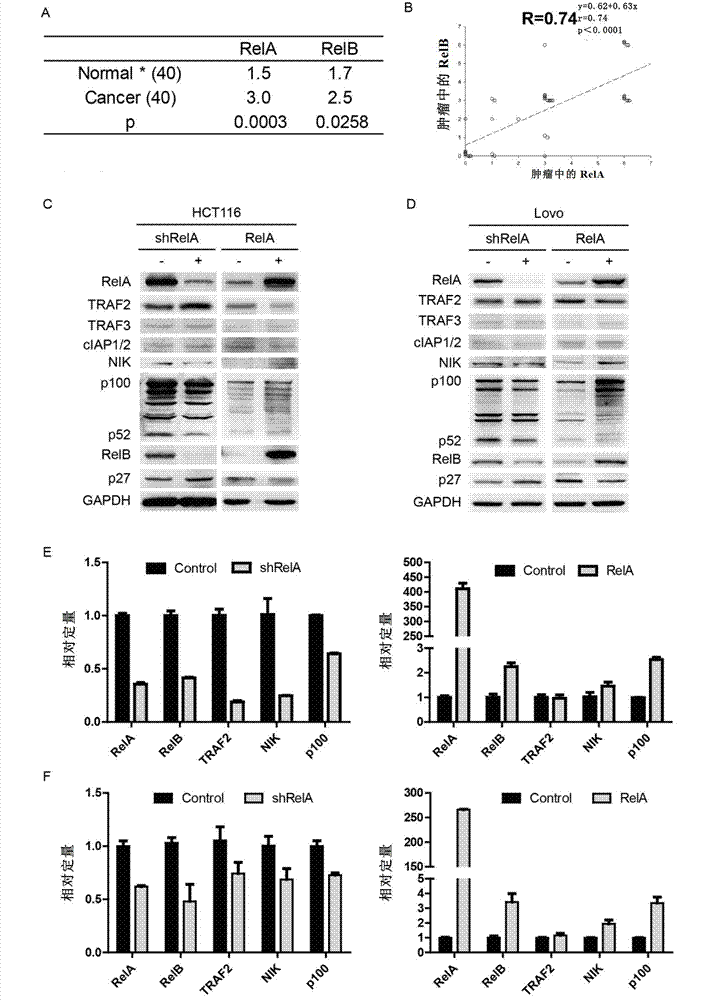 Method for preventing and treating tumors by using microRNA sponge technology