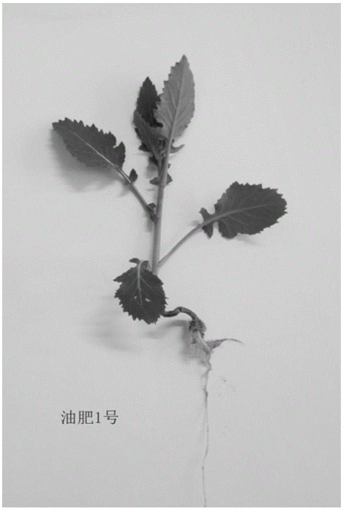 Breeding method of brassica napus capable of being specially adopted as green manure