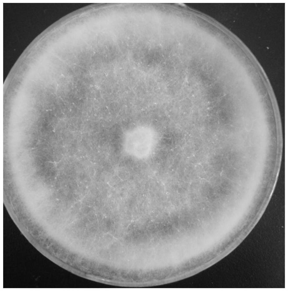 A Straw Saprophytic Fungus and Its Application