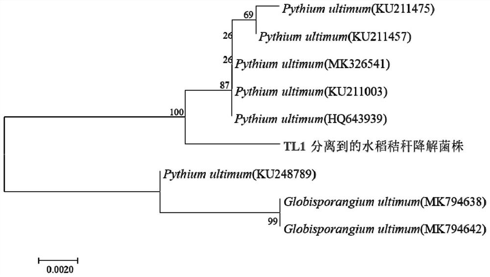 A Straw Saprophytic Fungus and Its Application