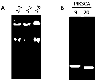 Primer combination and application thereof for detecting mutation of pik3ca gene in trace tissue