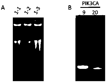 Primer combination and application thereof for detecting mutation of pik3ca gene in trace tissue