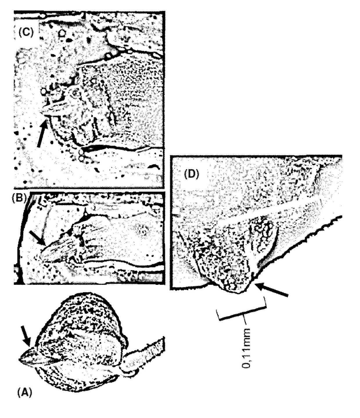 Methods and hybrids for targeted nucleic acid editing in plants