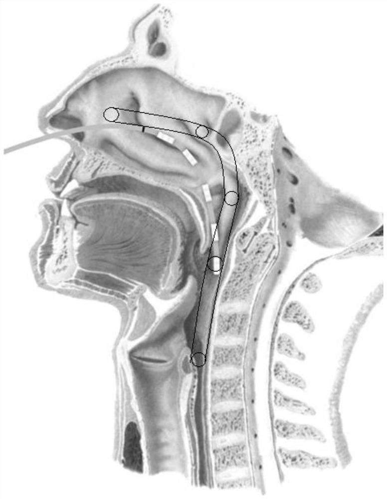 A mixed reality based training method and system for esophageal electrode intubation