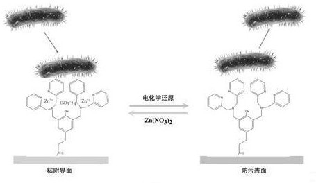 Construction and application of electrochemically controllable bacterial adhesion interface