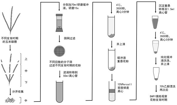 The construction and application of single-core, two-core and mature corn pollen separation methods and pollen development stage judgment model