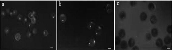 The construction and application of single-core, two-core and mature corn pollen separation methods and pollen development stage judgment model