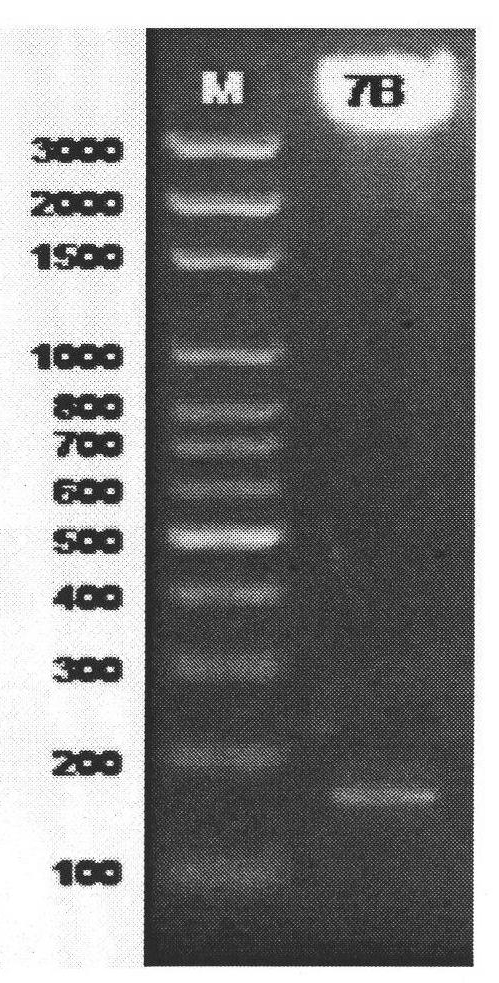 Mimic short peptide 7B of endothelial cell growth factor VEGF antigen epitope and application thereof