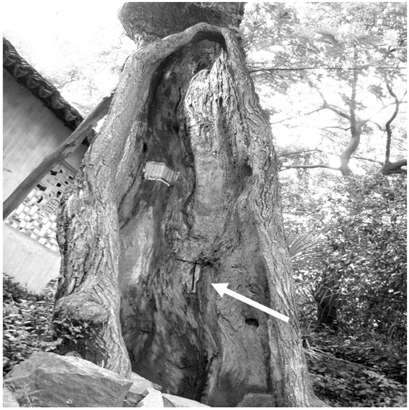 A method for preventing and controlling wood rot fungus species in the trunk corrosion cave of ancient maple poplar