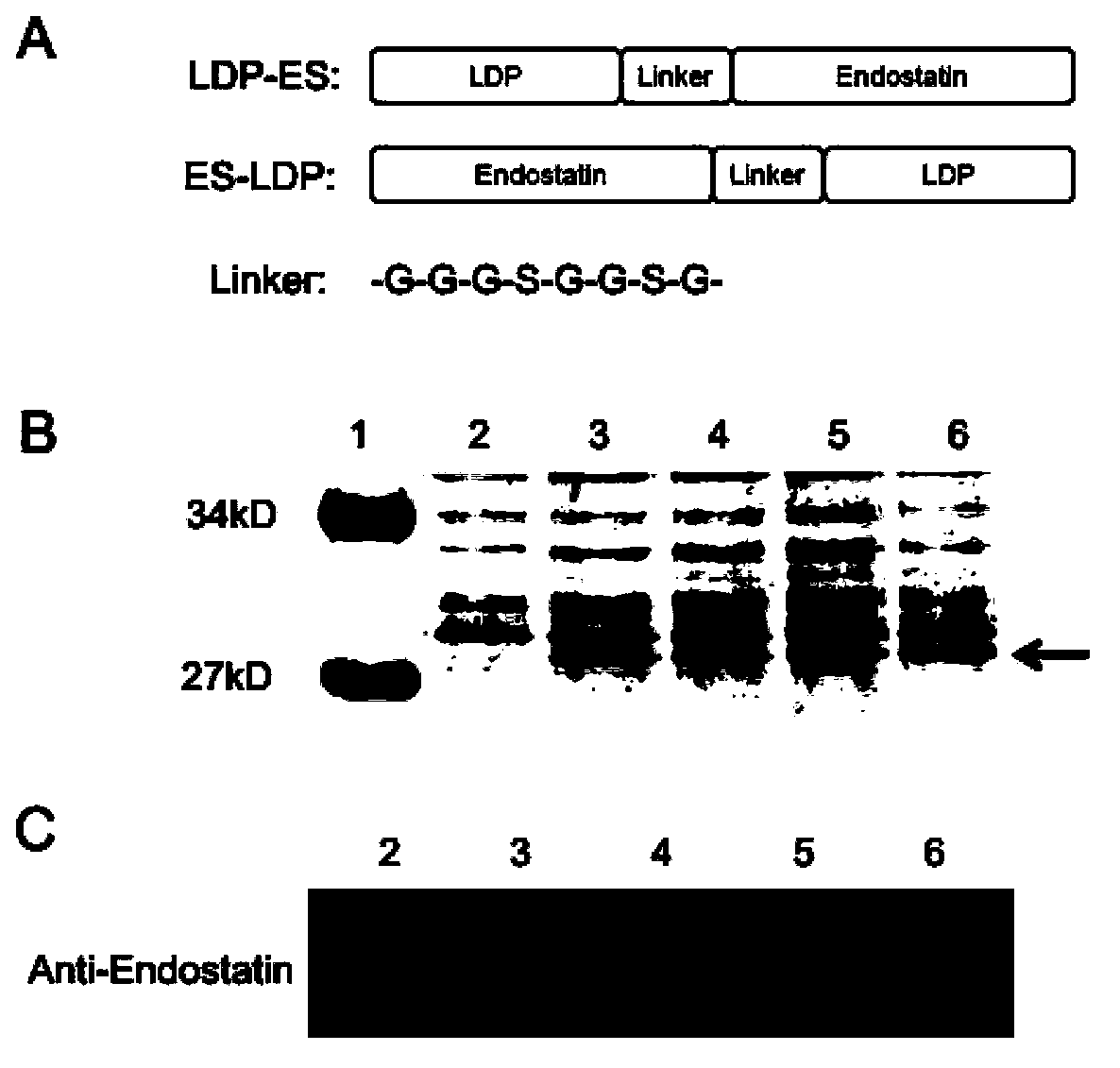 Anti-tumor fusion protein, and preparation method and application thereof