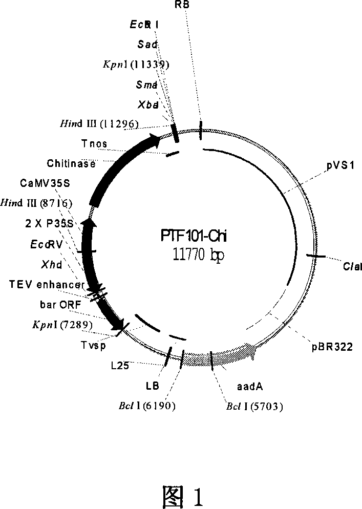 Method for breeding transgenic crop with iron/zinc and nicotinamide rich grains and uses thereof