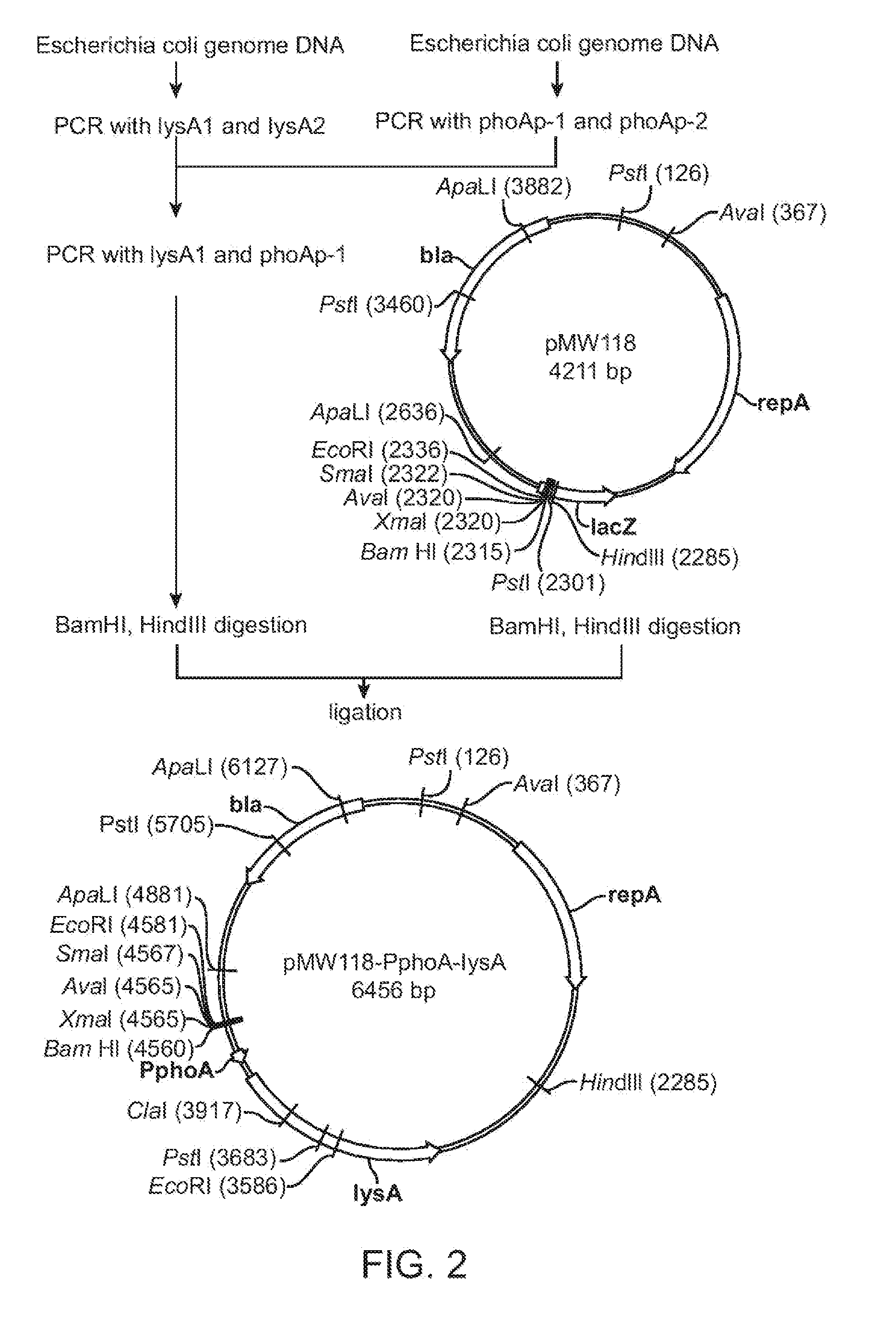 Method for production of an l-amino acid