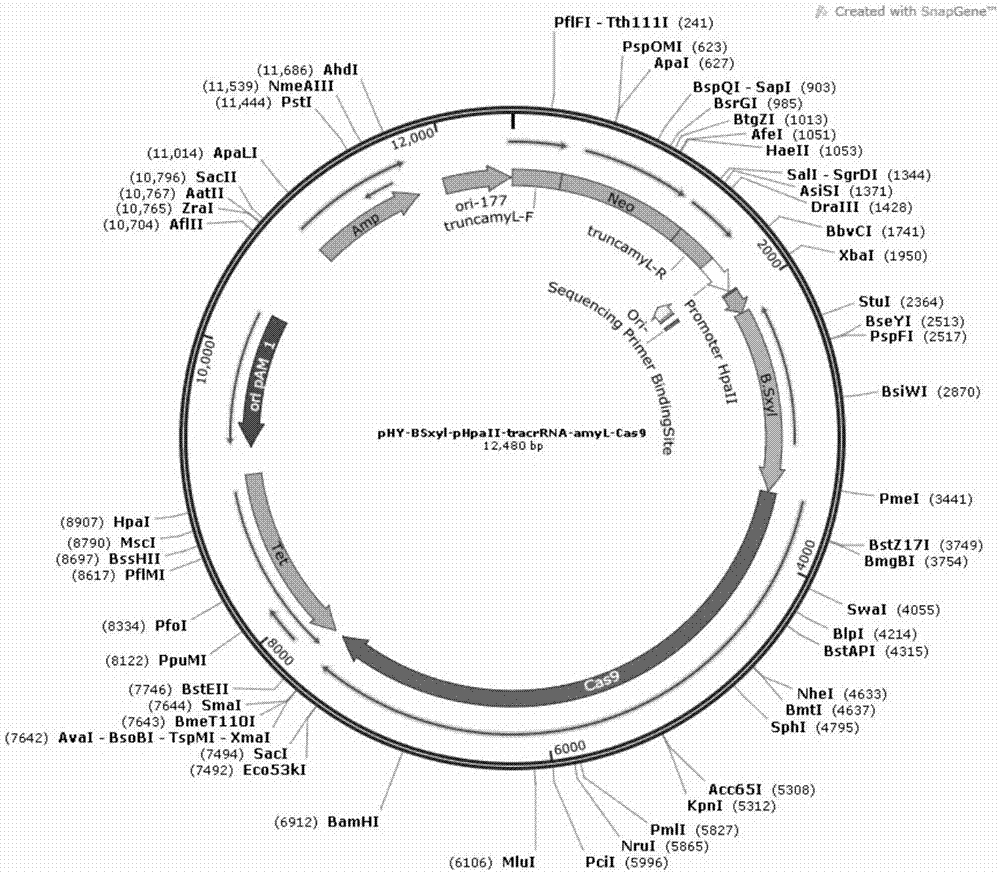 Clustered regularly interspaced short palindromic repeats (CRISPR)-Cas9 system-based bacillus licheniformis genome editing vector and preparation method thereof