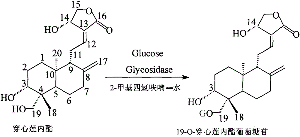 Enzymatic preparation method of andrographolide glucoside derivative