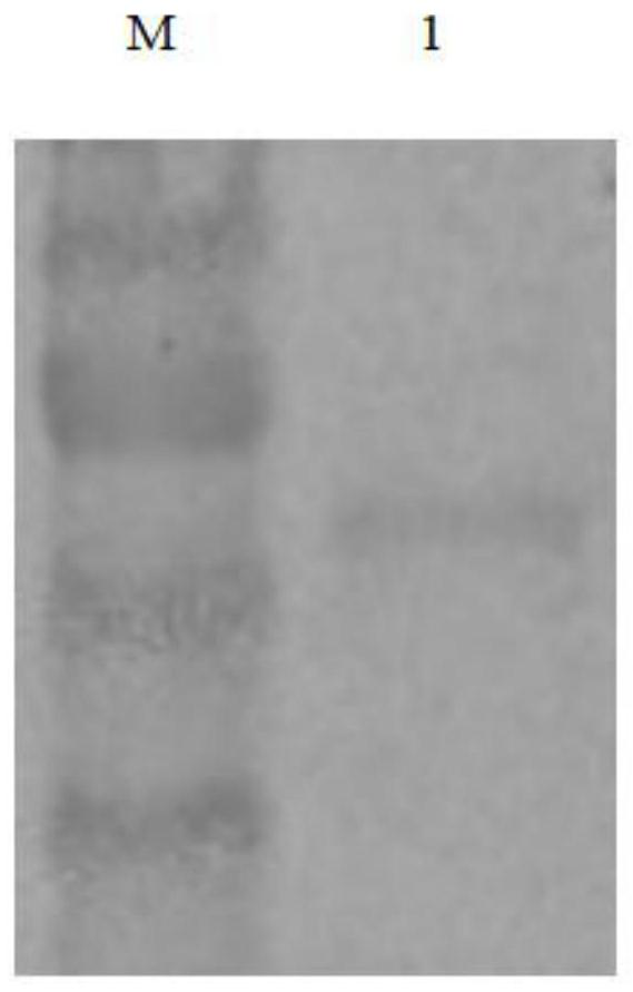 A kind of hybridoma cell line, poultry type h1n1 swine influenza virus ha protein mab, antigenic epitope and application