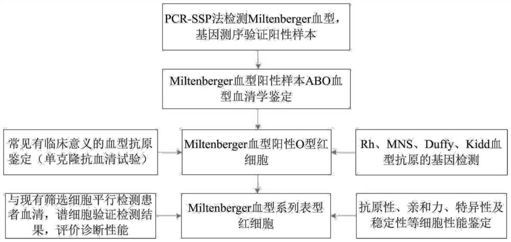 Preparation method of Miltenberger blood group series phenotype red blood cells