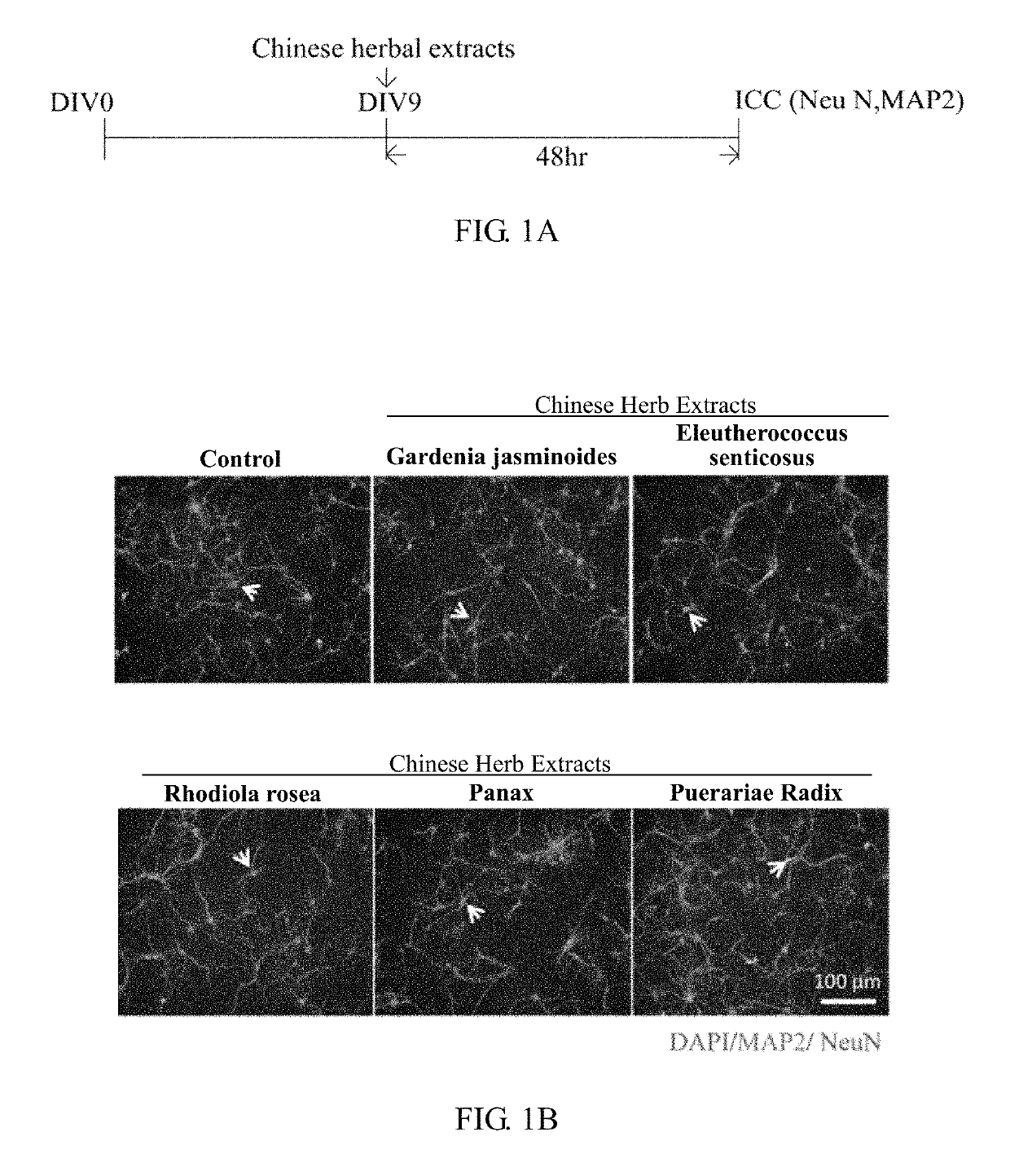 Method for relieving memory dysfunction using Puerariae radix extract