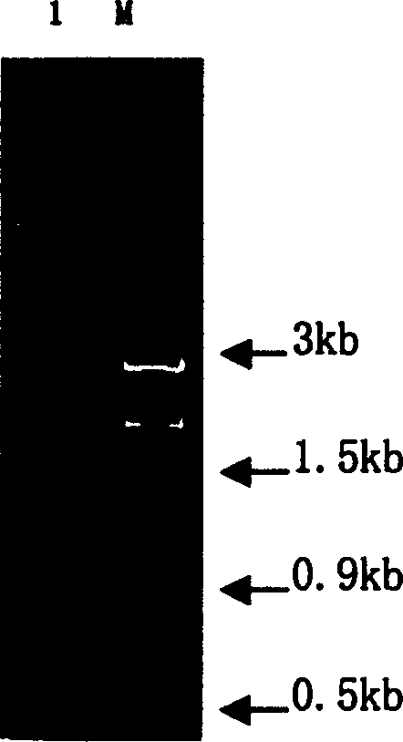 Method for extracting RNA from cotton tissue