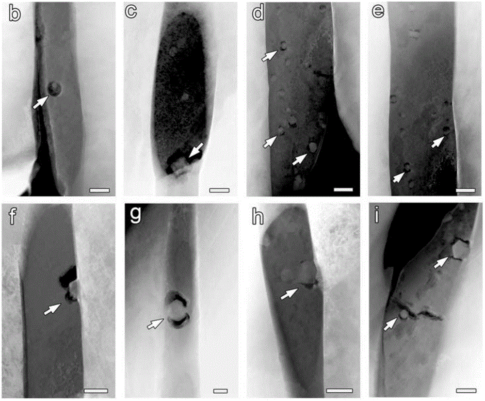 A device for studying the electrochemical behavior of material corrosion and its in-situ TEM method