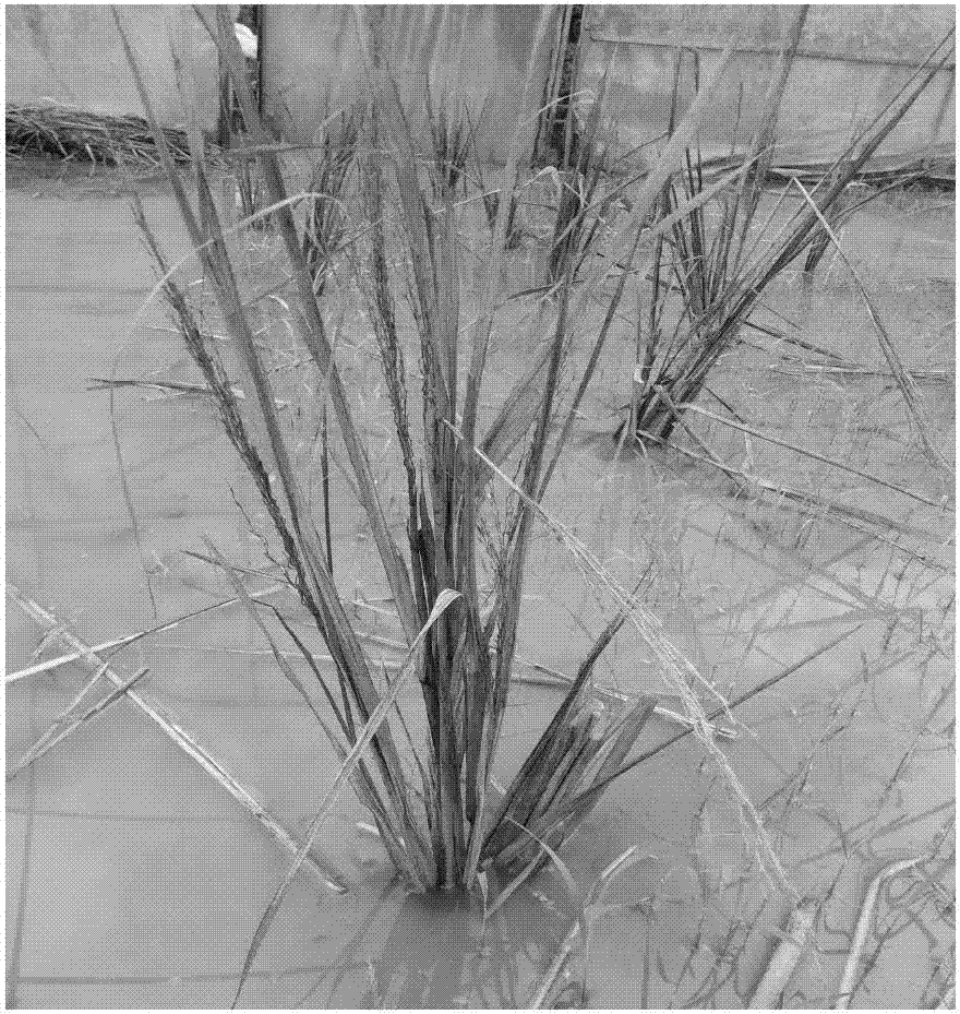 Method for identifying or screening disease-resistant rice material through rice blast seedling blast induced by field natural inoculation
