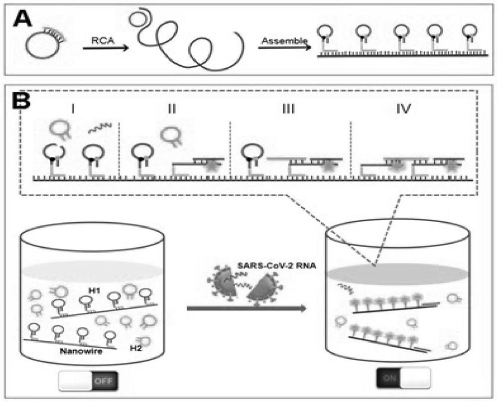 Method for rapidly detecting SARS-CoV-2 based on DNA nano-scaffold